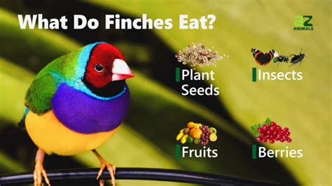what do galapagos finches eat